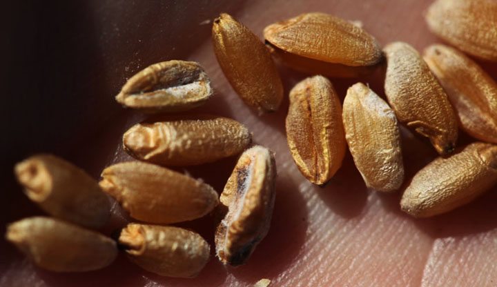 Fusarium infected durum from the 2012 crop.  |  Michael Raine photo