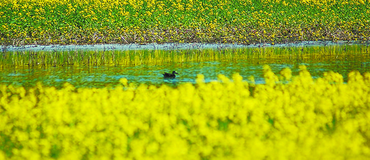 Canola futures prices fell to the lowest level since October 2010 early this week as good weather in Western Canada, the United States Midwest and Europe pressured all crop futures lower.