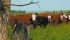 Weaning, vaccinating and castrating the same day overwhelms immune system.