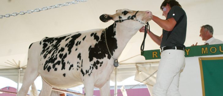 This Holstein heifer born in September 2012 sold for $265,000 at the Rocky Mountain Holsteins sale held July 9 at the farm at Cochrane, Alta. The buyer was Jim Stanton of Ilderton, Ont. Stanton also bought a full sister to this female for $95,000. | Barbara Duckworth photo