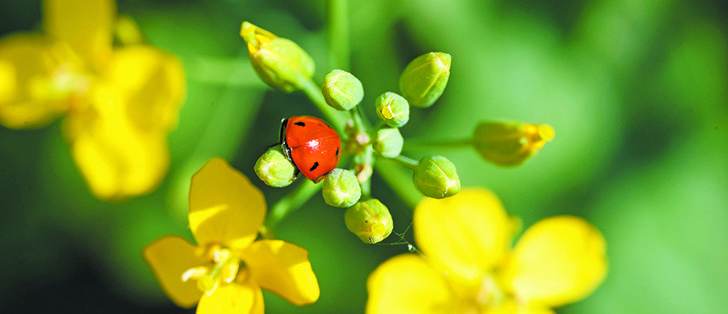 Whether canola futures will recover or continue to fall depends on the harvest