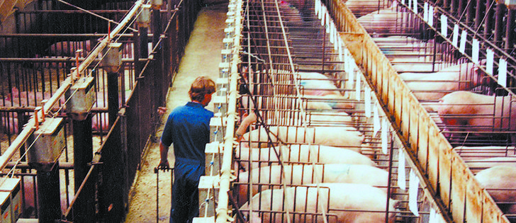 An animal rights group says the new pig code of practice must phase out gestation crates or opposition will continue. 