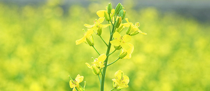 While breeders have created canola plants with good resistance to blackleg, short rotations have worked to break down the resistance and the disease is once again showing up in prairie crops.  | photo William DeKay 