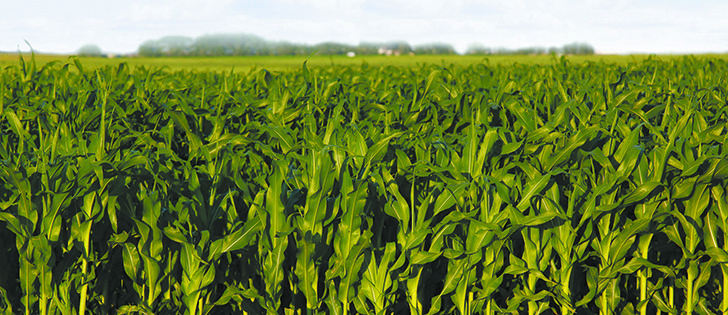 Many analysts don’t accept the USDA’s latest yield projections | photo Michael Raine