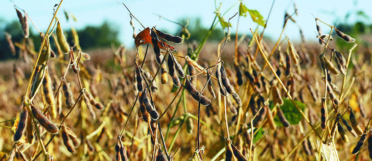 Manitoba soybean growers are finding that grain companies and others are keen to buy their crops and that as acres expand, more marketers are coming to the Prairies.   | Photo, Purdue Agriculture Communication.