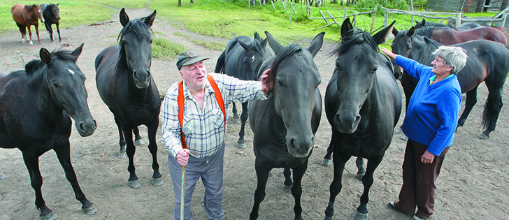 Tony and Pat Evans of Spirit River, Alta., visit some of their 77 Morgan horses. Last winter elk killed three to get at feed, and the Evans say the problem has got to the point where they will have to sell their animals.  |  mary macarthur photo