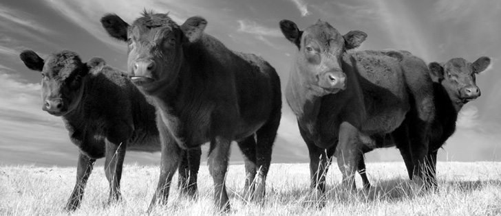 Those opposed to animal agriculture see cultured meat as a replacement for beef.