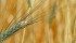 Researchers say many producers aren’t leaving a long enough rotation between cereal crops, leading to an increase in disease.