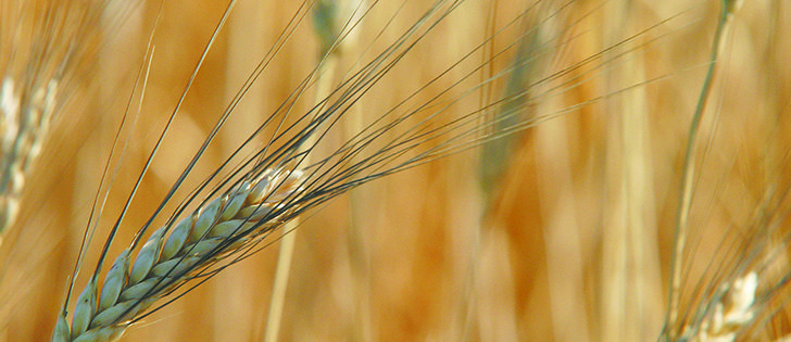 Researchers say many producers aren’t leaving a long enough rotation between cereal crops, leading to an increase in disease.  