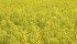 Research shows Honeybees reduced blooming period of argentine canola by 3.8 days.