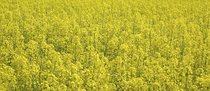 Research shows Honeybees reduced blooming period of argentine canola by 3.8 days. 