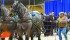 King and Queen won the heavyweight division in the horse pull competition at Regina’s Canadian Western Agribition last year.
