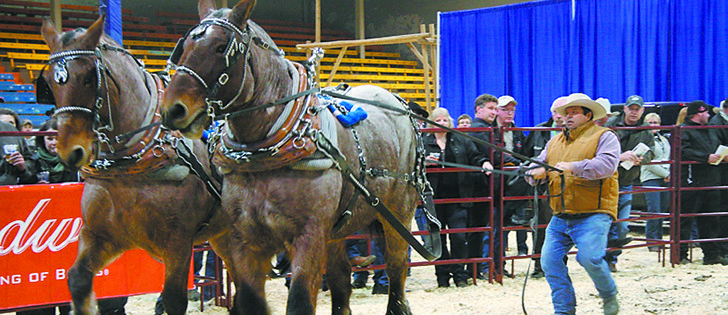 King and Queen won the heavyweight division in the horse pull competition at Regina’s Canadian Western Agribition last year.