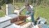 Jack Lee hopes to expand his hives in a few years.