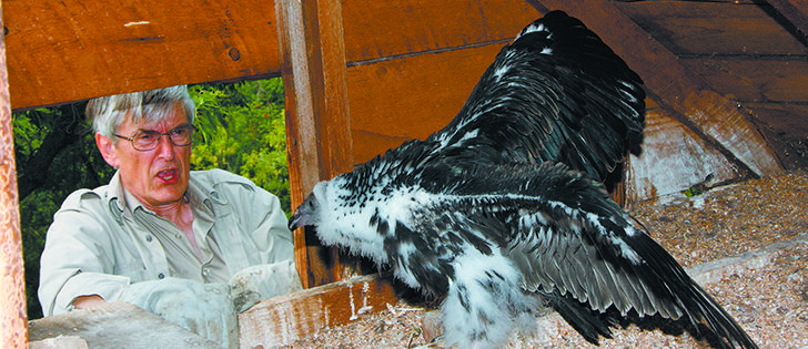  Retired biologist Wayne Nelson of Camrose, Alta., pushes a young turkey vulture away from the window in the farm house attic. While the bird can’t fly, Nelson didn’t want it to evade capture before getting his wing band. | Mary MacArthur photo
