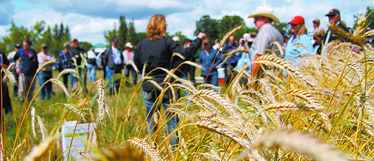 Over the last couple of years, a growing number of Manitoba cattle producers have planted winter triticale for silage and feed. The crop was almost non-existent in the province five years ago, but in 2013 farmers seeded 6,500 acres of it.  |  Robert Arnason photo