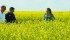 Visitors to a recent field day at the Indian Head Agricultural Research Foundation examine a crop of brassica carinata. | Karen Briere photo
