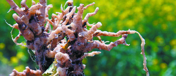 Clubroot disease is thought to have arrived in Canada from Europe with early settlers. It is characterized by the formation of galls on plant roots. They limit the plant's ability to use water and nutrients, reducing growth and yield. 