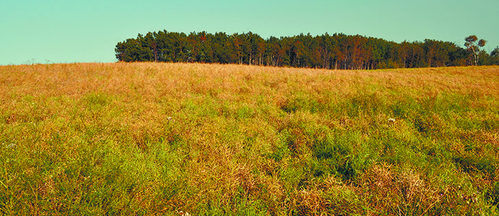 A view from the road can give producers information about trouble spots or trends that should be addressed, but it takes a trip into the field to sort out the cause. This canola field shows signs of blackleg. |  Canola Council of Canada photo