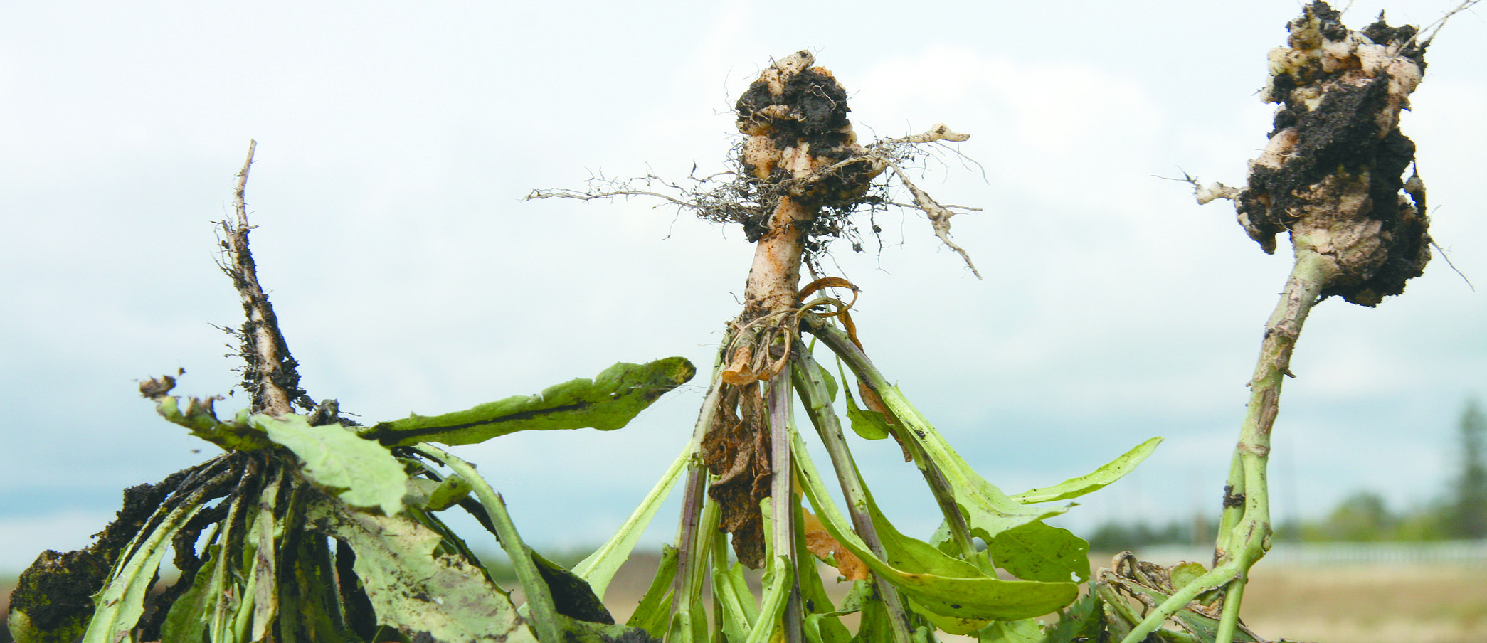 Clubroot spores are everywhere in some Edmonton area fields. On the left is stinkweed with some clubroot and on the right is volunteer canola loaded with clubroot.  |  Mary MacArthur photo (date last used July 11, 2013)
Clubroot spores are everywhere in some Edmonton area fields, including land rented by Alberta Agriculture for clubroot studies. Along the path clubroot tour participants randomly picked three weeds. On the left is shepherd's purse with no club root. In the centre is stinkweed with some clubroot and on the right is volunteer canola loaded with clubroot. Mary MacArthur photo. (Date last used August 26, 2010)