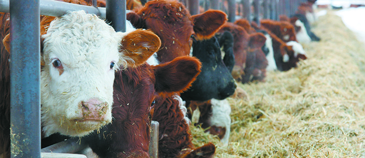 Experts suggest more research into feed additives is needed because there is worldwide concern over livestock growth promotants. 