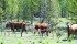Properly managed grazing improves the soil as animals remove the tops of plants, drop waste and then move on to a new area, leaving nutrients and litter behind.