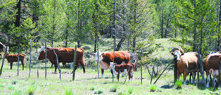 Properly managed grazing improves the soil as animals remove the tops of plants, drop waste and then move on to a new area, leaving nutrients and litter behind. 