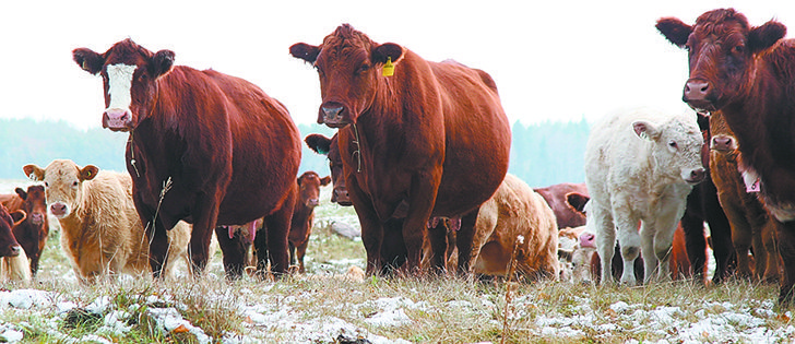 Winter grazing of the type shown here is a necessity on the Dalrymple ranch near St. Ambroise, Man., where two people manage a herd of 900 cows. Later calving and calves with smaller birth weights are also part of the strategy.   