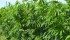 Hemp Oil Canada hopes to sign up more hemp farmers next spring to supply its new processing facility planned for Ste. Agathe, Man.
