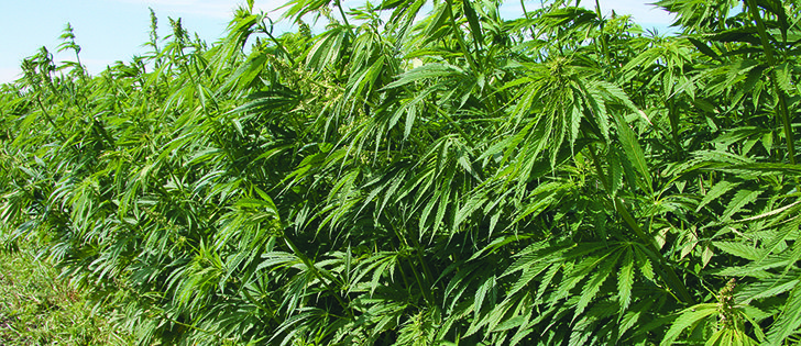 Hemp Oil Canada hopes to sign up more hemp farmers next spring to supply its new processing facility planned for Ste. Agathe, Man.