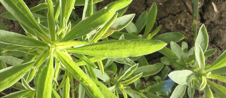 After applying glyphosate this year in Manitoba, several soybean growers found that the herbicide did not kill kochia plants in their fields.