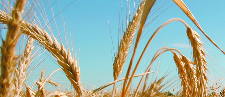 Last year's prices won't be paid for this year's crop. 