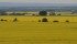 Monsanto says Roundup Ready canola was improperly grown in field.