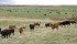 BRD is a significant disease for the livestock industry and costs of managing it can total $1 billion annually in the U.S.