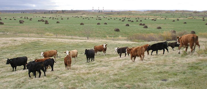 BRD is a significant disease for the livestock industry and costs of managing it can total $1 billion annually in the U.S. 
