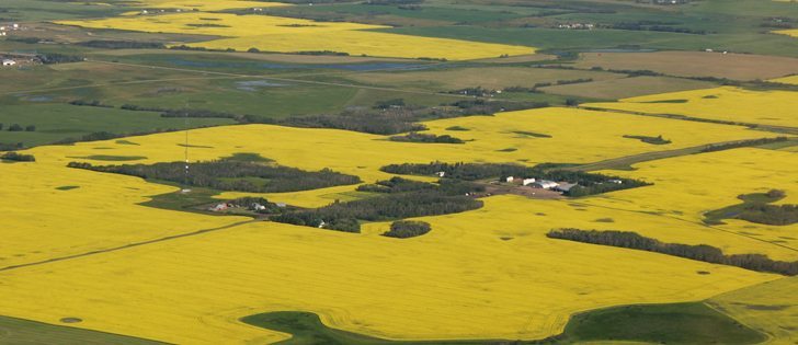 Clubroot resistant varieties are hybrids and one line in the cross may not be resistant. While some plants may show symptoms, it’s unlikely to affect overall yield.
