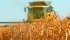 Statistics Canada estimates growers planted 3.37 million acres of peas, which is about the same size as last year’s crop.