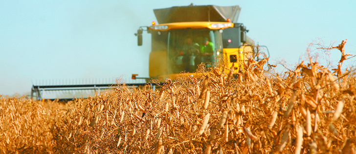Statistics Canada estimates growers planted 3.37 million acres of peas, which is about the same size as last year’s crop. 