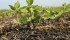 farmers shouldn’t count on soybeans providing nitrogen for next year’s crop.