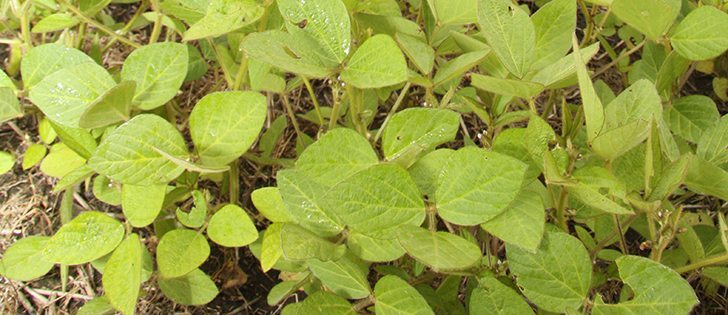 Manitoba Agricultural Services Corp. is projecting 1.08 million acres of soybeans for the province in 2013.  