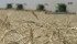 Tthe 2013 winter wheat crop has low test weights, so grade factors could be more of a pricing point than protein this year.