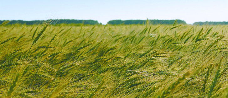 Winter wheat harvest looks promising