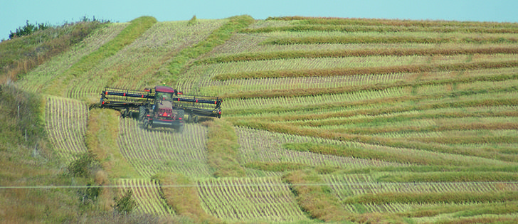 Prices for soybeans are up because of a short supply of protein meal. Canola prices, which usually track soybean prices, haven’t risen because of a weak vegetable oil market.  |  d’arce mcmillan photo