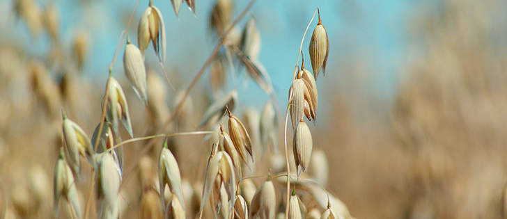 Oat prices have declined, but they haven’t fallen as dramatically as corn. | D'ARCE MCMILLAN photo