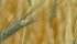 There are many reports of durum crops in Alberta and Saskatchewan with protein levels below 12 percent.
| file photo