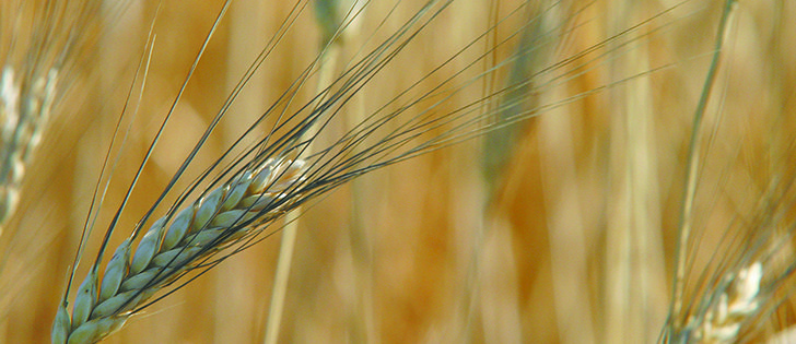 There are many reports of durum crops in Alberta and Saskatchewan with protein levels below 12 percent.
|  file photo
