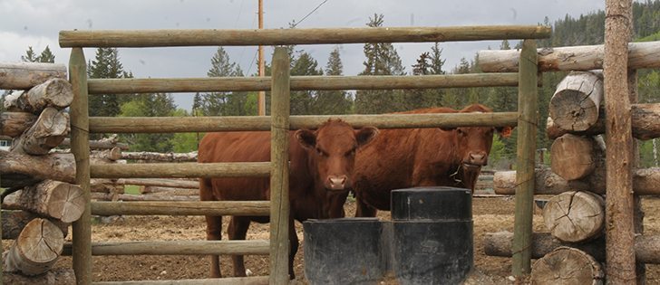 The key topics  for the disaster recovery programs are erosion and loss of fences, though farmers are also pondering flood mitigation projects.