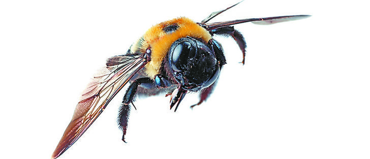 The PMRA said it intends to implement several measures to protect bees next year. | file photo
