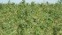 U.S. politicians are promoting hemp as a potential crop and 19 states have passed pro-hemp laws. | File photo
