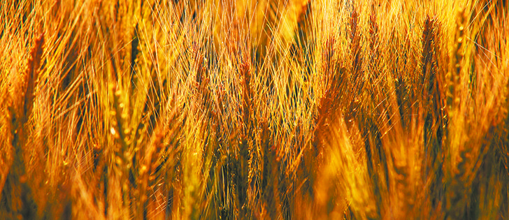 Publicly funded wheat breeding programs have served farmers well over the past four decades, says Julian Thomas. | photo Michael Raine